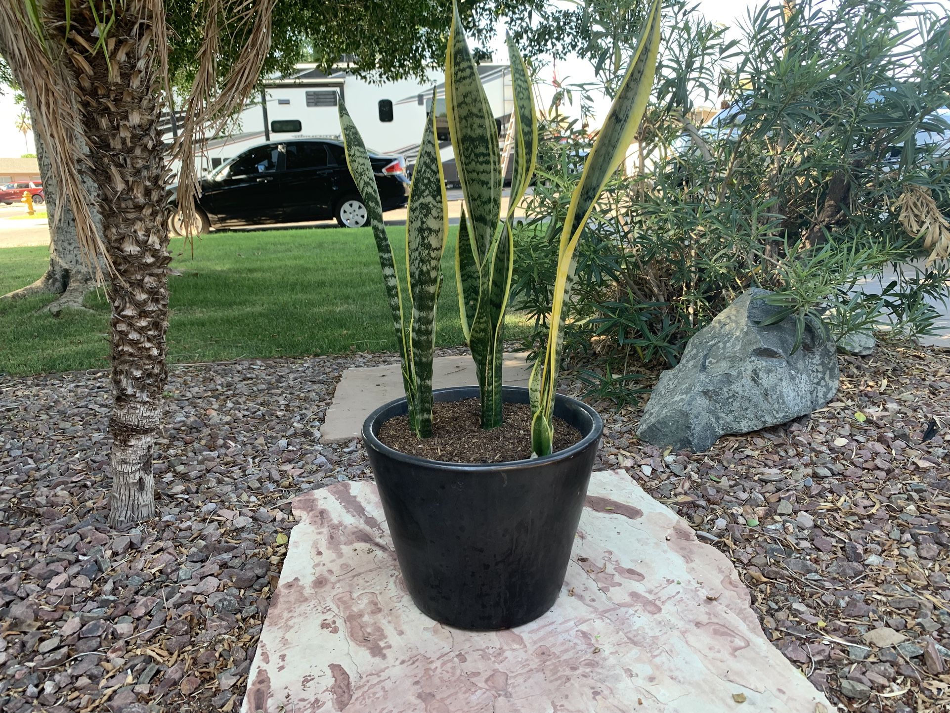 Snake plant in ceramic glazed pot