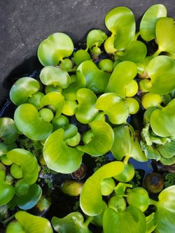 Water Hyacinth