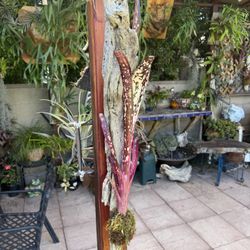 Beautiful Billbergia Bromeliad Mounted On Driftwood 