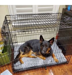 Dog Crate