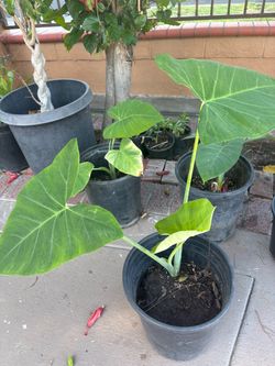Elephant ear plants