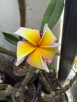 Plumeria