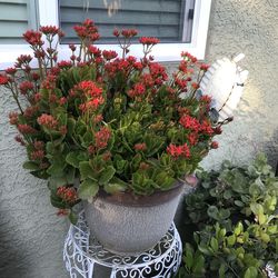 A pot of Kalanchoe plant with merging flowers