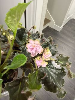 Pink African boiled variegated variety Ukrainian sort in pot plants