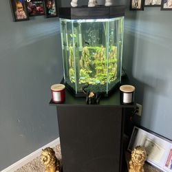 Fish Tank Set Up Complete 