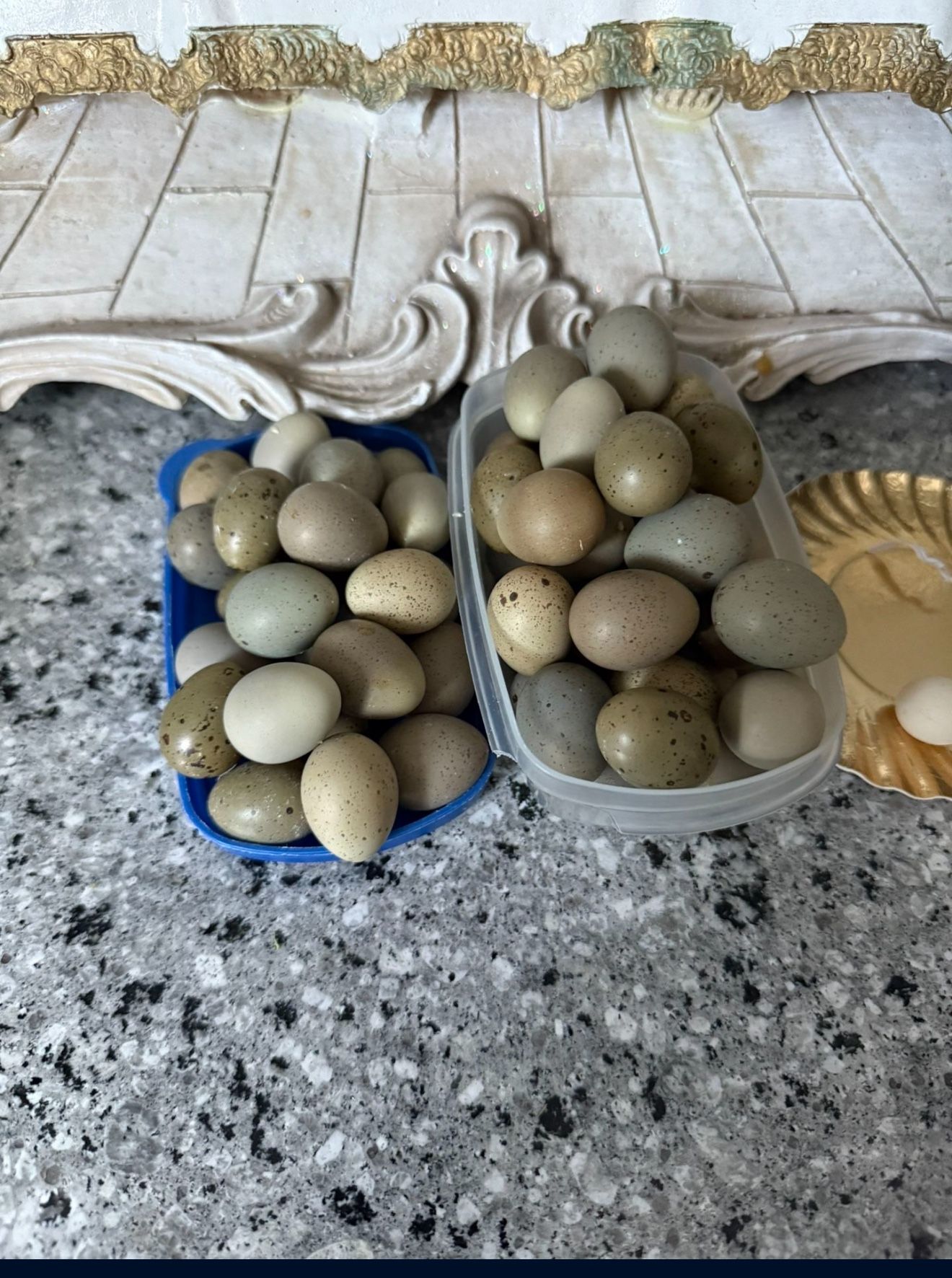 Button Quail Eggs