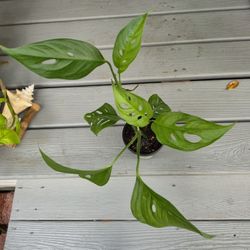 Monstera Adansonii Narrow Form Leaf Plant 