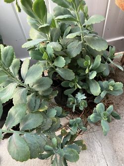 Succulents In Fabric Grow Bag 