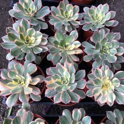 Sun Burst Succulent 