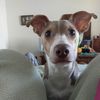 Amy