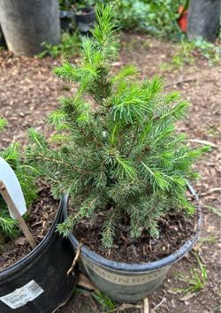 PICEA GLAUCA CONICA HOL.