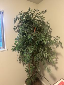 Artificial Ficus Tree in Basket
