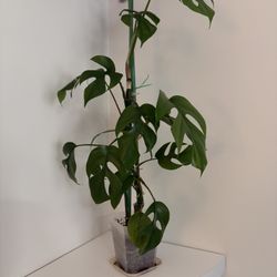 Rhaphidophora tetrasperma (2.5in Pot) 