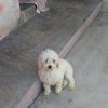 isaias