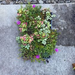 Succulant Pallet 