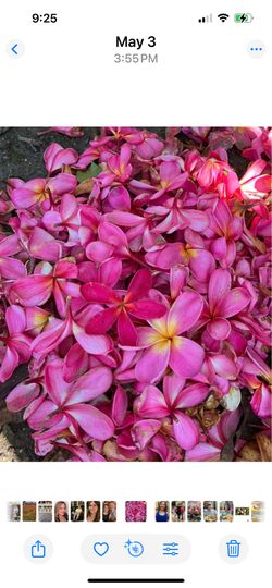 Gorgeous Rooted plumerias plant