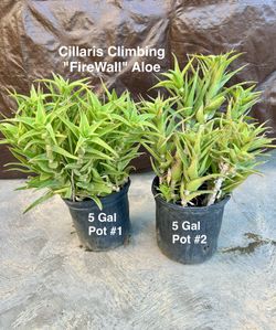 Two Healthy ciliaris-Climbing Aloe Plants For $25 each 