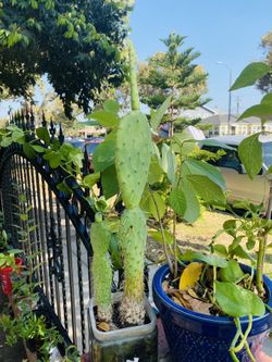 Cactus