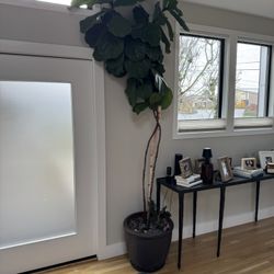 9ft Fiddle Leaf Fig Tree
