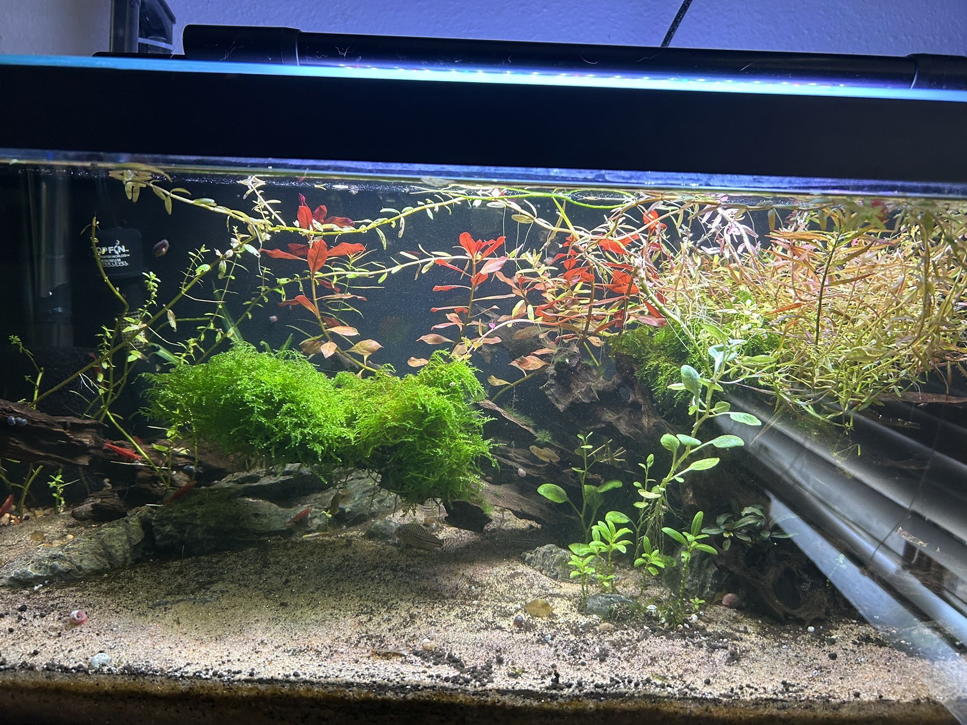 20 Gallon