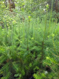 Douglas Fir Trees!