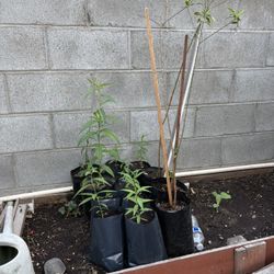 Yellow Peach Mexican Peach 