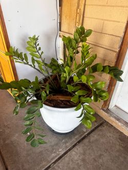 Huge Zz plant