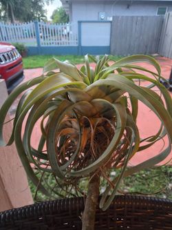 Airplant