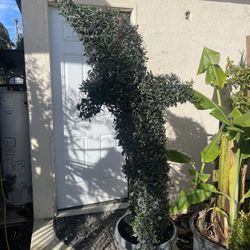Fully Grown 6 Feet Dolphin Topiary 