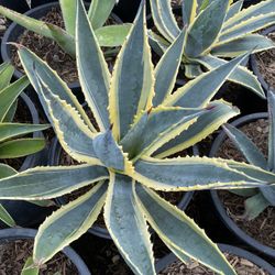 Agaves