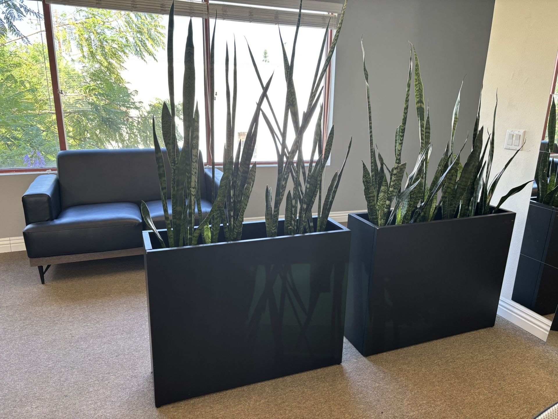 Box Planter With Real Snake Plant