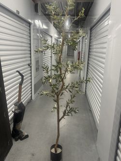 Olive Tree And Mirror 