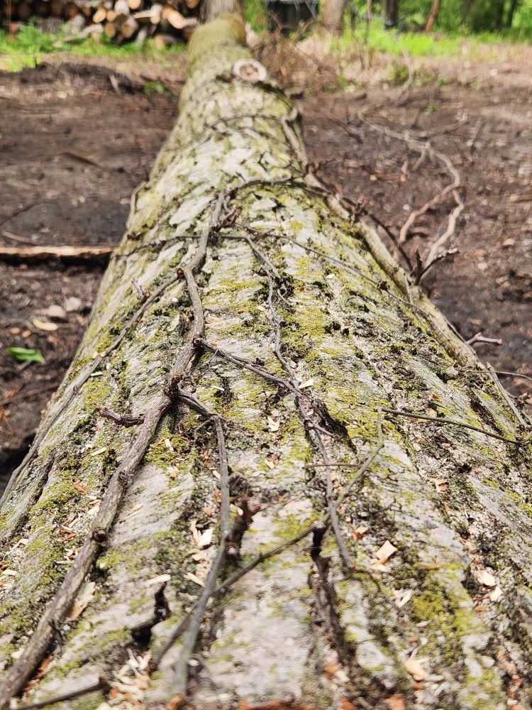 Logs For Sale In OSCEOLA INDIANA