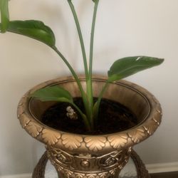 Nice plant for home!  Potted
