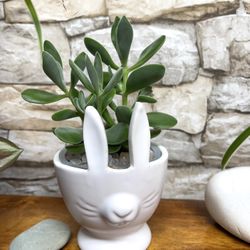 Beautiful Succulent In White Pot 3"H.