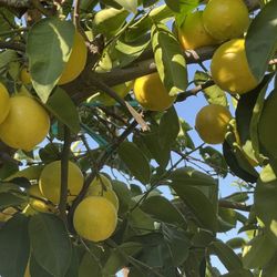 Árboles De Lima Dulce Con Fruta 
