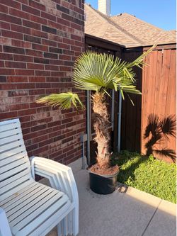 Windmill Palm tree