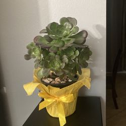 Plant