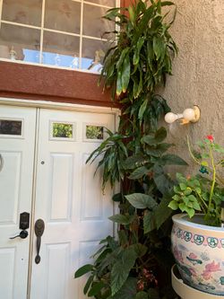 Lucky bamboo over 9 feet tall