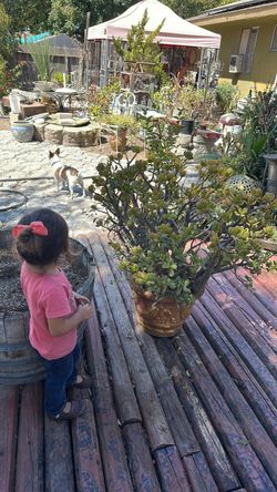 Jade succulent plant LARGE