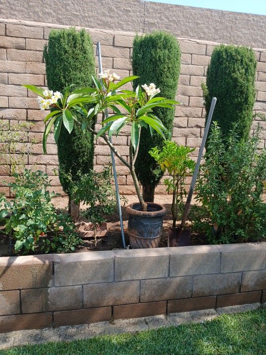 Hawaiian Plumeria