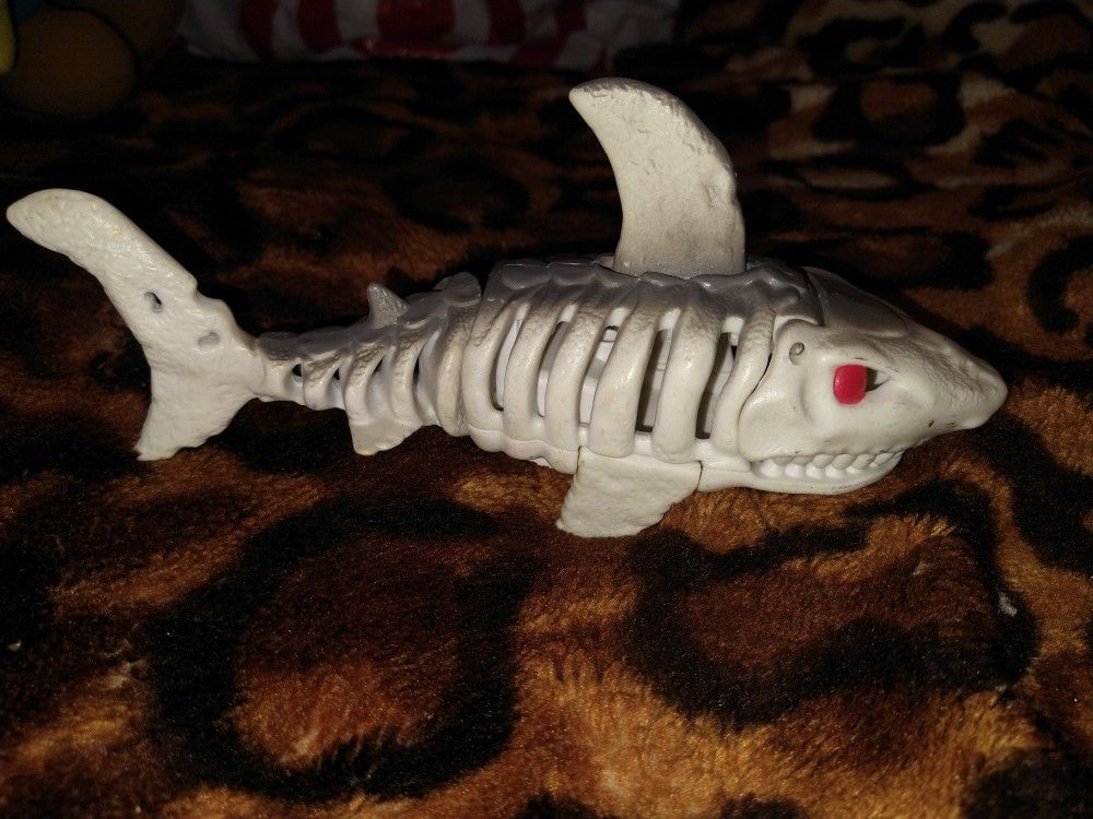 Small skeleton shark