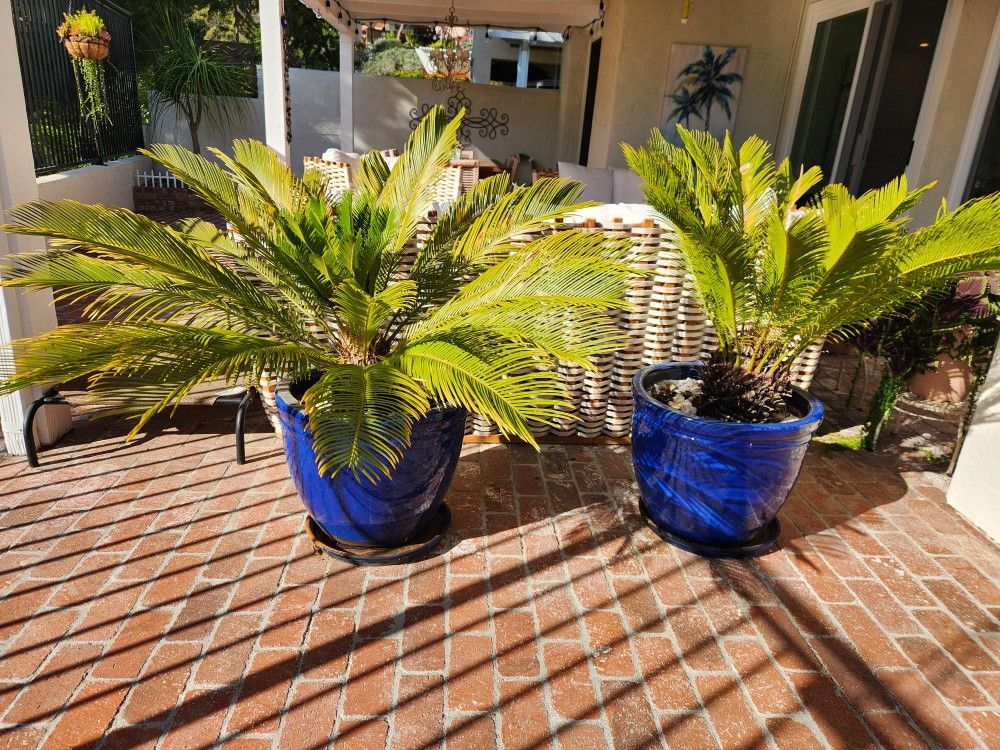 Sago Palms $35 for both