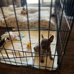 Dog Cage