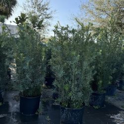 Podocarpus Plants