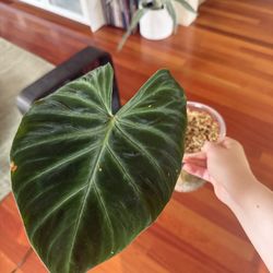 Philodendron Verrucosum (as pictured) 