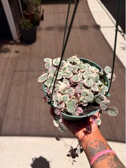 6” variegated string of hearts