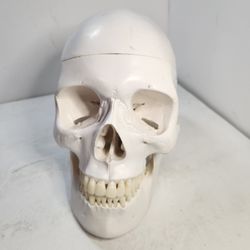 Human Skull Model Replica Life Sized Adult Head Medical Anatomical Jaw Opens