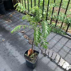 Curry Leaves Plant (1 Ft Tall)