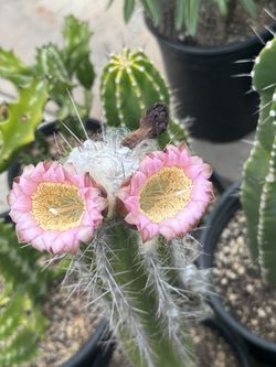 Exotic cactus